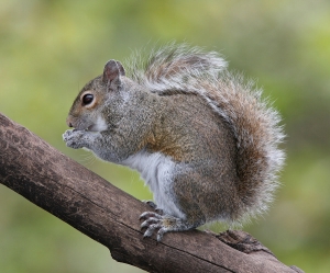 1200px-Eastern_Grey_Squirrel squirrel removal services | pest control | Expert Pest management
