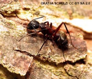 Carpenter-Ant-300x257-clear