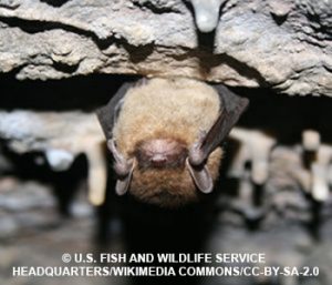 Little-brown-bat-300x257-clear