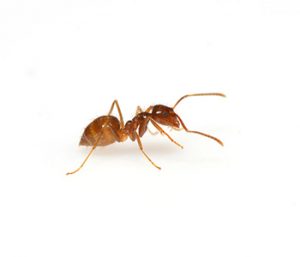 Tawny crazy ant removal | Expert Pest Management