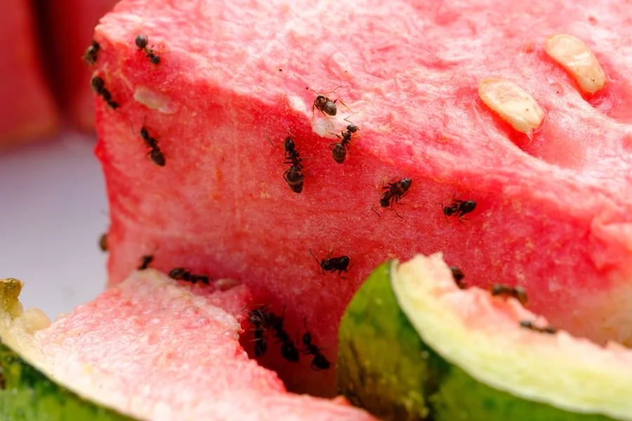 Ants removal program near me in Erie, PA | Expert Pest Management