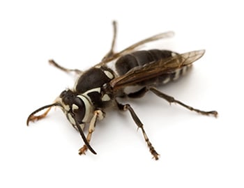 Bald-Faced Hornet (Dolichovespula maculata) isolated on white background.