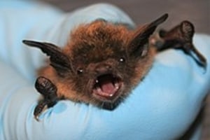 Remove Bats Inside Your Home Expert Pest Management in Western PA and Ohio