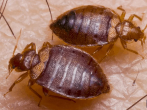 best bed bug removal service near me. Expert Pest Management