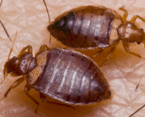 best bed bug removal service near me. Expert Pest Management