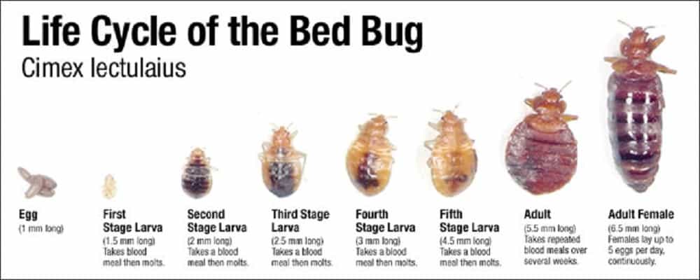 bed bug life cycle
