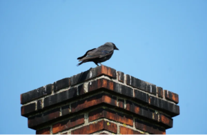 get rid of birds in your chimney professional bird removal services in Erie PA