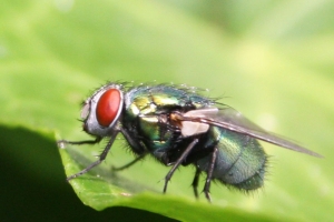 blowfly