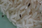 Pantry Pest weevil exterminator | Expert Pest Management | Exterminator near me Pantry Pest weevil exterminator | Expert Pest Management | Exterminator near me