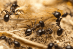Ants Ants Exterminator | Expert Pest Management