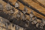 Bat Removal Services | Expert Pest Management