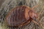 Bed but removal and bed bug extermination