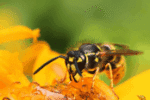 Insect Extermination | Bee and Wasp Control Insect Extermination | Bee and Wasp Control