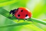 Beetle termination from an exterminator near me Beetle termination from an exterminator near me