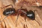 Carpenter Ants Exterminator | Expert Pest Management