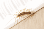 Centipedes & Millipedes Exterminator | Expert Pest Management Centipedes & Millipedes Exterminator | Expert Pest Management