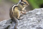 Chipmunk removal