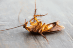 Cockroaches Exterminator | Expert Pest Management | exterminator near me Cockroaches Exterminator | Expert Pest Management | exterminator near me