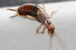 Earwigs Exterminator | Expert Pest Management | exterminator near me Earwigs Exterminator | Expert Pest Management | exterminator near me