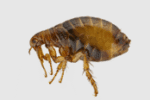 Fleas Exterminator | Expert Pest Management | exterminator near me Fleas Exterminator | Expert Pest Management | exterminator near me
