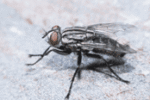 Flies Exterminator | Expert Pest Management | exterminator near me Flies Exterminator | Expert Pest Management | exterminator near me