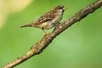 Bird and wildlife removal services near me - Expert Pest Management, Exterminator in Ohio and Western PA Bird and wildlife removal services near me - Expert Pest Management, Exterminator in Ohio and Western PA