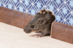 Mice Exterminator | Rodent exterminator near me | Expert Pest Management Mice Exterminator | Rodent exterminator near me | Expert Pest Management