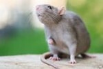 rat exterminator | rodent exterminator | Expert Pest Management | Exterminator near me rat exterminator | rodent exterminator | Expert Pest Management | Exterminator near me