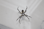 Spiders Exterminator | Expert Pest Management | exterminator near me Spiders Exterminator | Expert Pest Management | exterminator near me