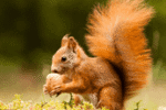 Squirrels Exterminator | wildlife removal | Expert Pest Management | wildlife removal near me Squirrels Exterminator | wildlife removal | Expert Pest Management | wildlife removal near me