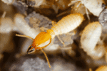 Termite Exterminator | Expert Pest Management | exterminator near me Termite Exterminator | Expert Pest Management | exterminator near me