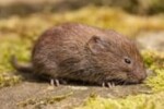 Vole Exterminator | Expert Pest Management | exterminator near me Vole Exterminator | Expert Pest Management | exterminator near me