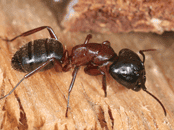 Carpenter Ants Exterminator | Expert Pest Management
