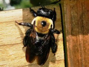 carpenter bees exterminator | Expert Pest Managment