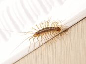 centipedes-millipedes Centipedes & Millipedes Exterminator | Expert Pest Management