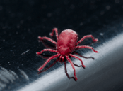 clover-mites