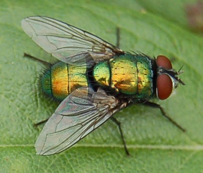 commonfly