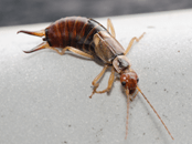 earwigs