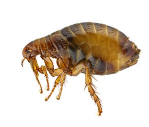Flea control | Expert Pest Management