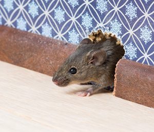 house mouse Rat Control | Expert Pest Management