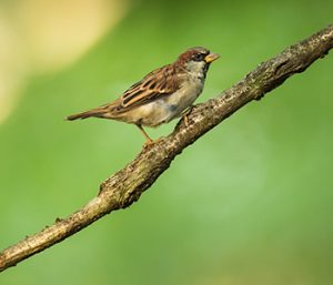 house-sparrow-clear