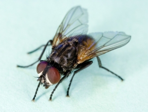 housefly