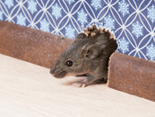 Mice Exterminator | Rodent exterminator near me | Expert Pest Management