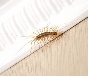 get rid of millipedes in your home best pest control services near me for nmillipedes is Expert Pest Management serving Western PA and Northeast Ohio
