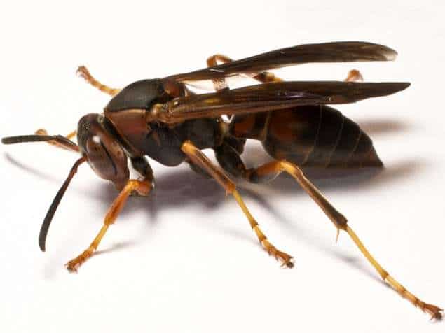 wasp