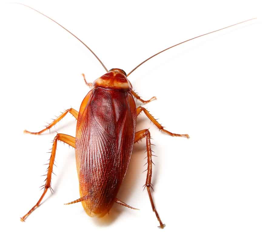 Roachid Expert Pest|Roach Exterminators For Your Home In New Galilee, PA