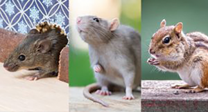 best pest control services near me for rodent removal is Expert Pest Management serving Western PA and Northeast Ohio