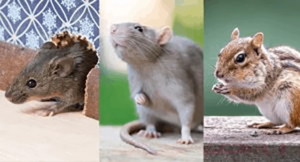 Rodent exterminator near me. Incudes mice, rats chipmunks. Call Expert Pest Management, serving PA and Ohio