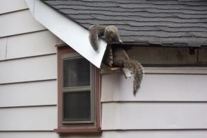 squirrel remove - call the Experts at Expert Pest Management