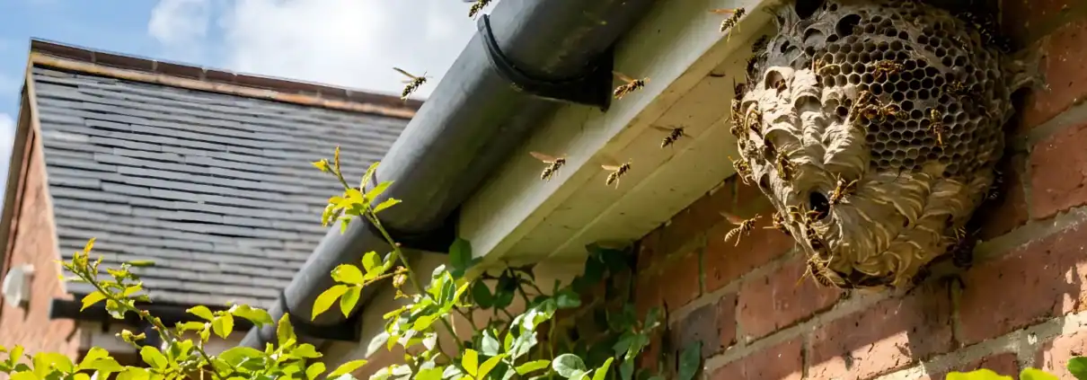 Professional wasp and hornet removal from the experts - Expert Pest Management